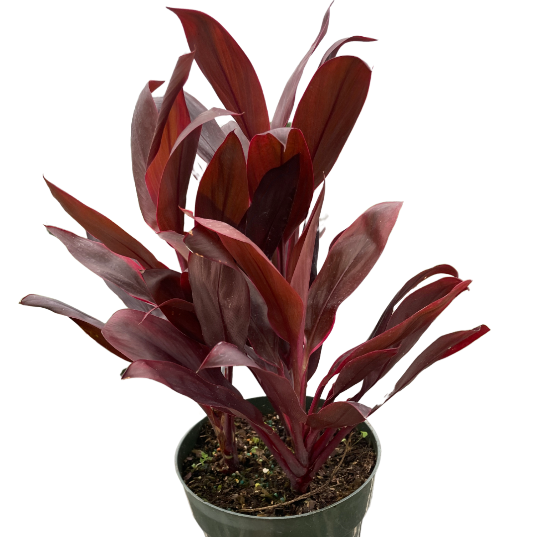 Cordyline ‘Calypso Queen’ (Cordyline fruticosa) – Bold Tropical Foliage