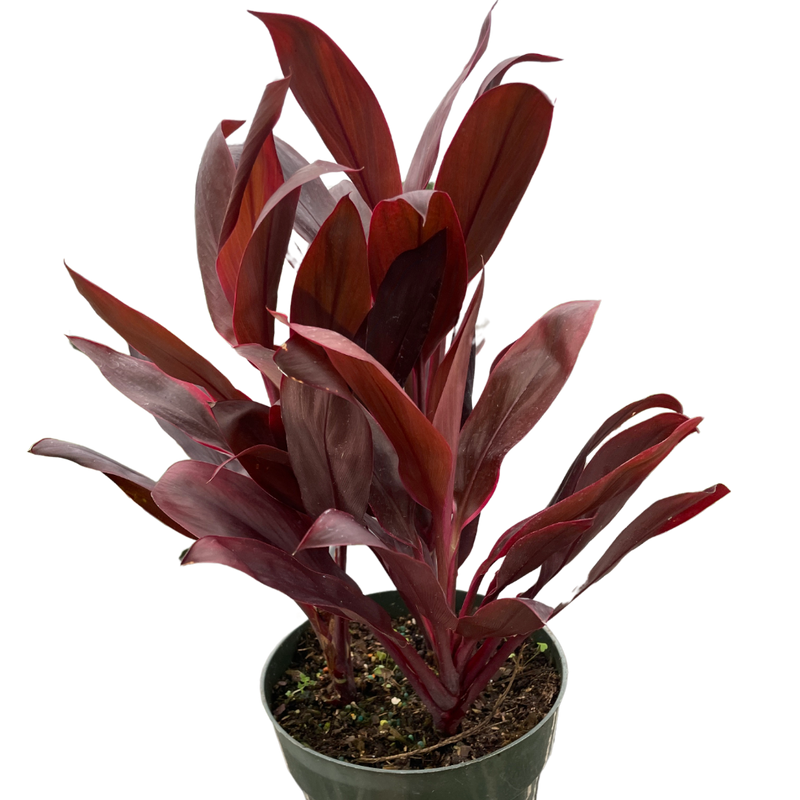 Cordyline ‘Calypso Queen’ (Cordyline fruticosa) – Bold Tropical Foliage