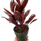 Cordyline ‘Calypso Queen’ (Cordyline fruticosa) – Bold Tropical Foliage
