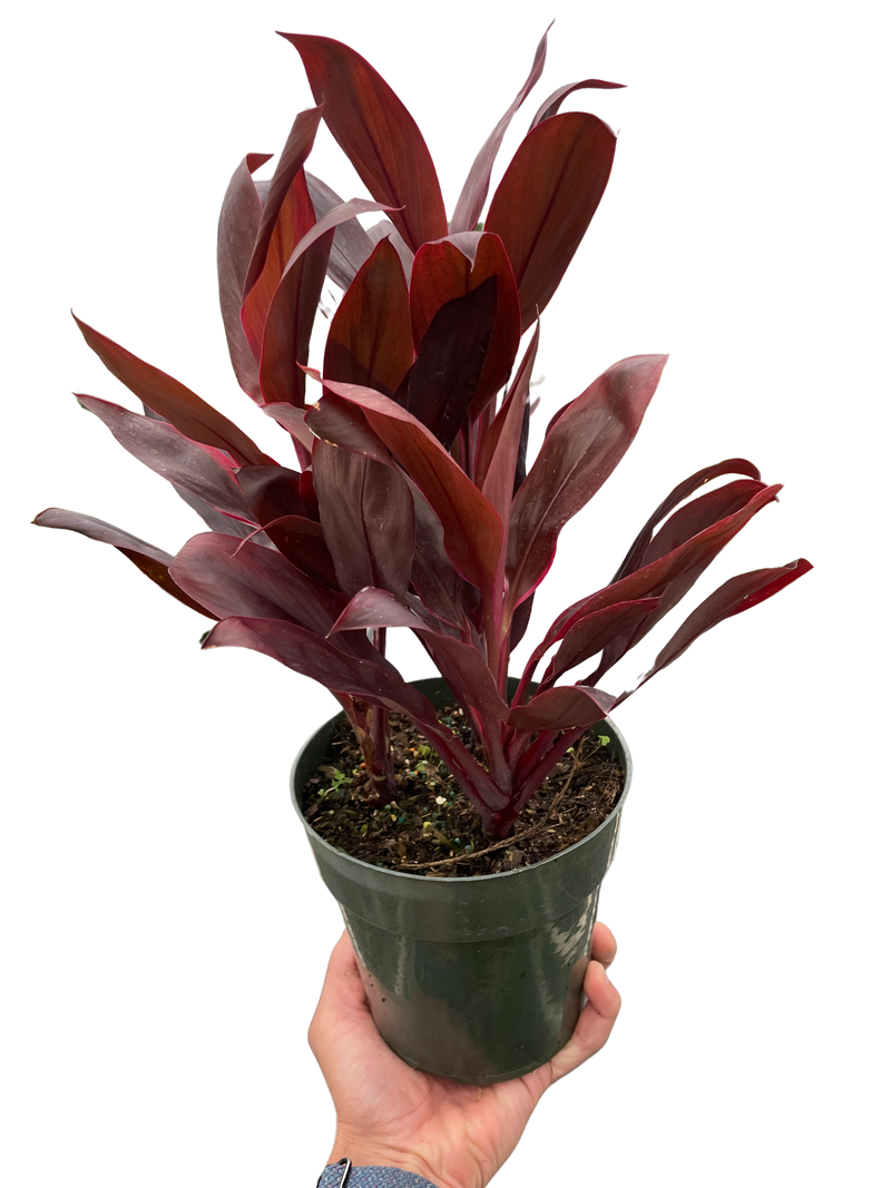 Cordyline ‘Calypso Queen’ (Cordyline fruticosa) – Bold Tropical Foliage