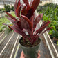 Cordyline ‘Calypso Queen’ (Cordyline fruticosa) – Bold Tropical Foliage