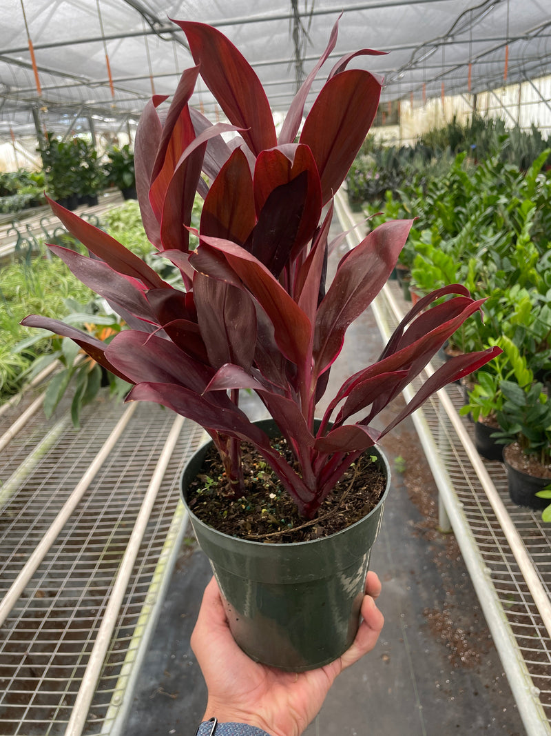 Cordyline ‘Calypso Queen’ (Cordyline fruticosa) – Bold Tropical Foliage