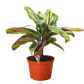 Cordyline Willies Gold