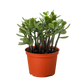 Succulent Crassula 'Jade'