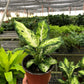 Dieffenbachia 'Amy'