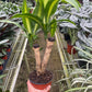 Dracaena ‘Massangeana’ (Dracaena fragrans ‘Massangeana’) – Tropical Dragon Tree