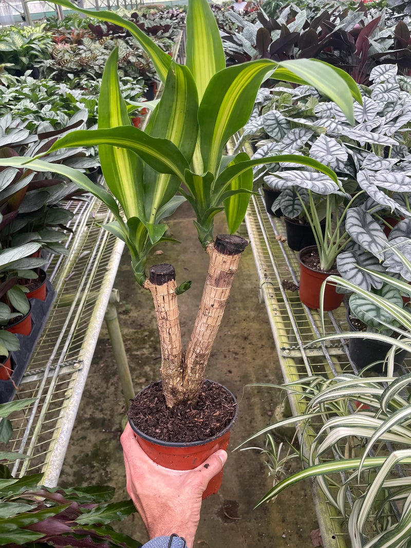Dracaena ‘Massangeana’ (Dracaena fragrans ‘Massangeana’) – Tropical Dragon Tree