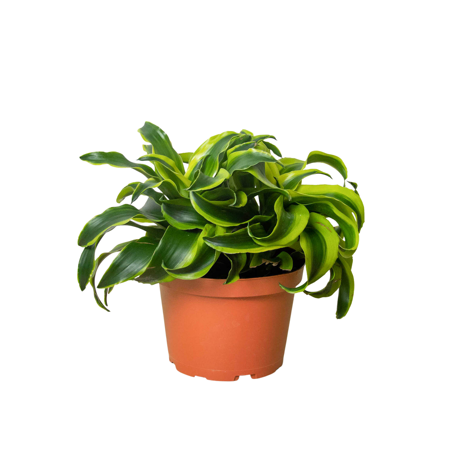 Dracaena ‘Tornado’ (Dracaena fragrans) – Spiral Beauty with Variegated Leaves