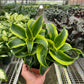 Dracaena ‘Tornado’ (Dracaena fragrans) – Spiral Beauty with Variegated Leaves