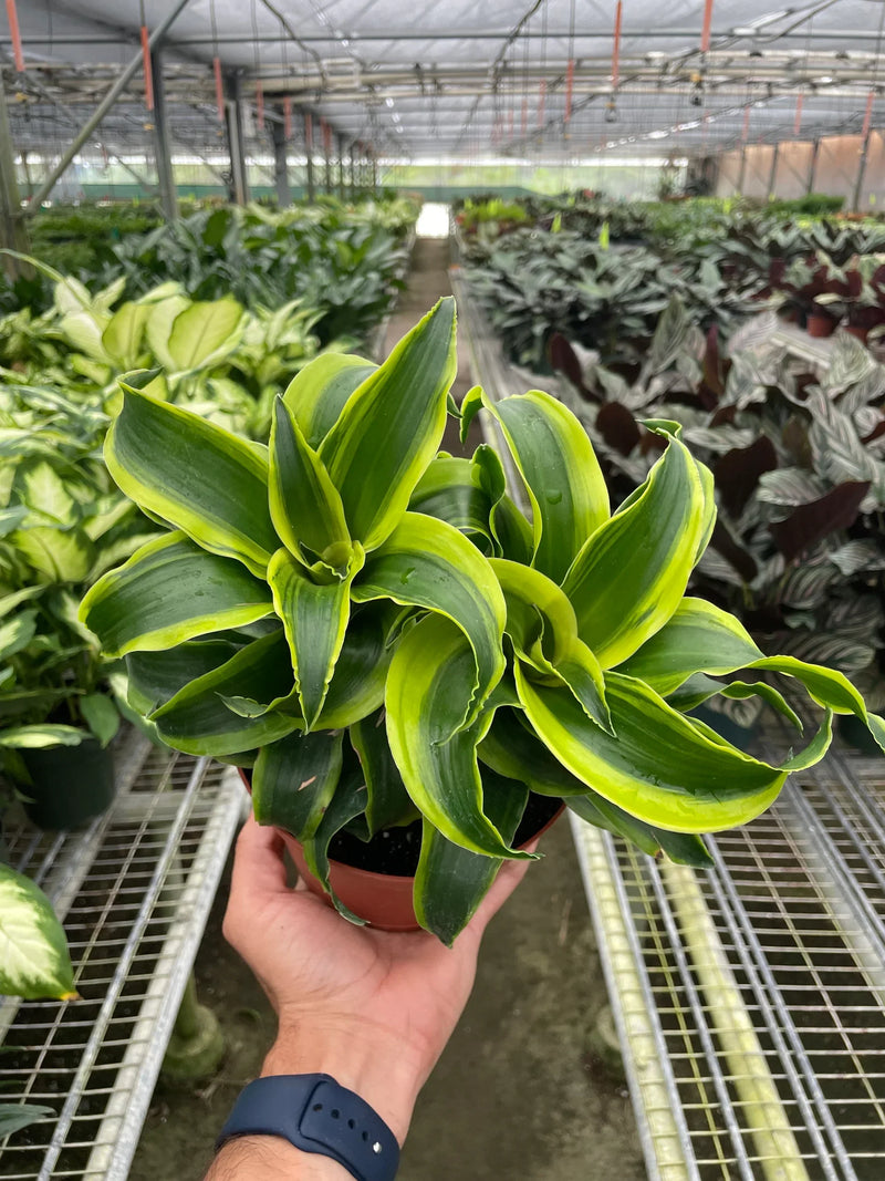 Dracaena ‘Tornado’ (Dracaena fragrans) – Spiral Beauty with Variegated Leaves