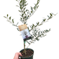 Common Olive Tree (Olea europaea)