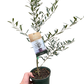 Common Olive Tree (Olea europaea)
