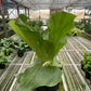 Fern 'Elephant'