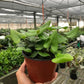 Fern 'Heart'