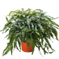 Fern Rosy Maidenhair
