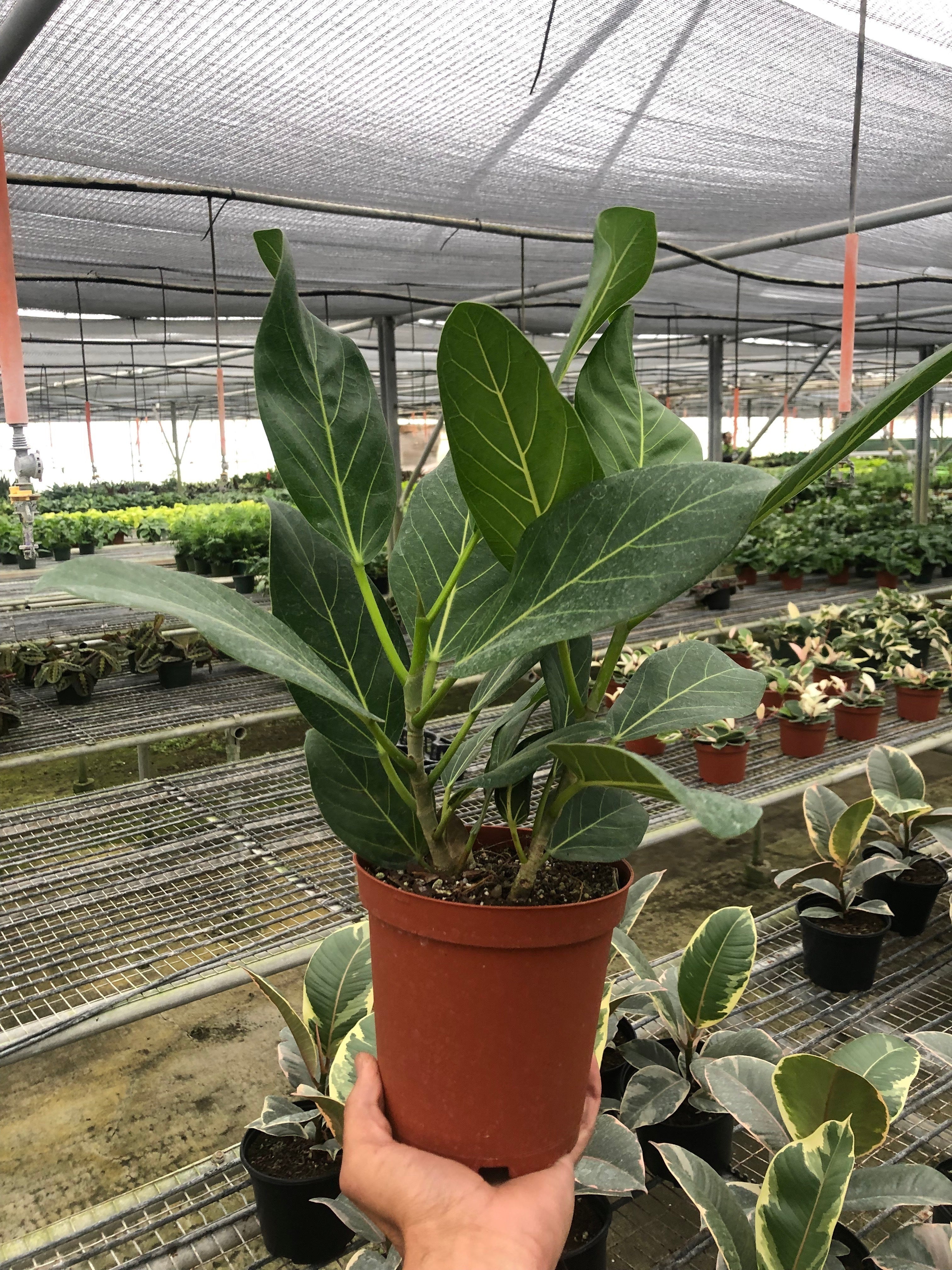 The Garland Guy Ficus Audrey - Thumbnail 4