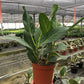 Ficus 'Audrey'