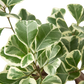 Ficus Elastica 'Triangularis' Variegated