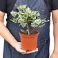 Ficus Elastica 'Triangularis' Variegated