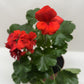 Red Zonal Geranium (Pelargonium x hortorum) – Vibrant, Long-Blooming Favorite