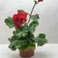 Red Zonal Geranium (Pelargonium x hortorum) – Vibrant, Long-Blooming Favorite