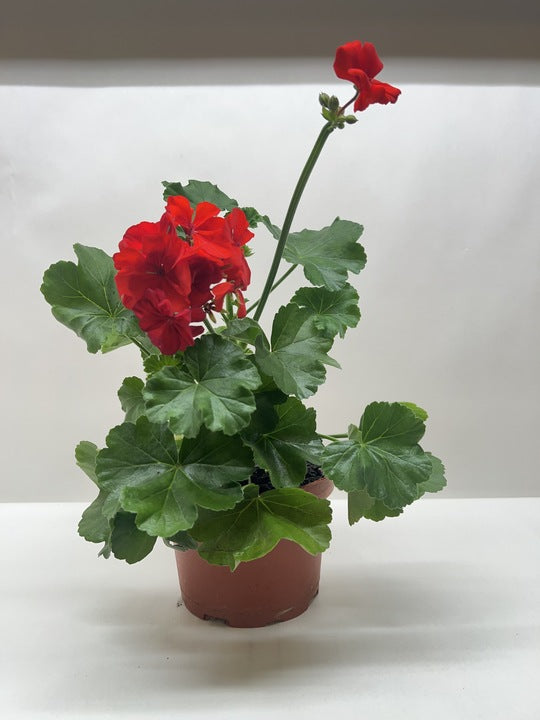Red Zonal Geranium (Pelargonium x hortorum) – Vibrant, Long-Blooming Favorite