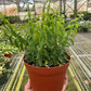 Lipstick Curly Plant (Aeschynanthus radicans) – Vibrant, Trailing, and Eye-Catching