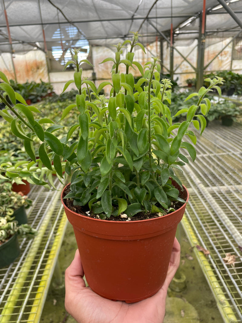 Lipstick Curly Plant (Aeschynanthus radicans) – Vibrant, Trailing, and Eye-Catching