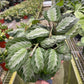 Maranta 'Silver Band'