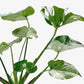 Monstera ‘Thai Constellation’ – Rare Variegated Splendor