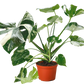 Monstera ‘Thai Constellation’ – Rare Variegated Splendor