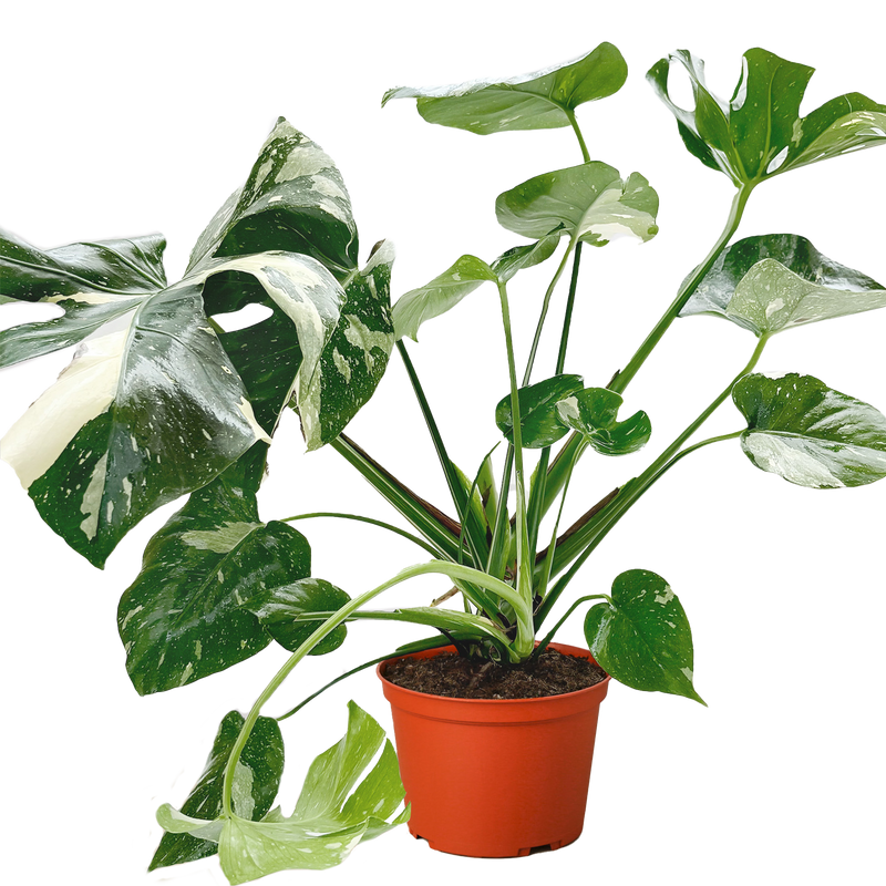 Monstera ‘Thai Constellation’ – Rare Variegated Splendor