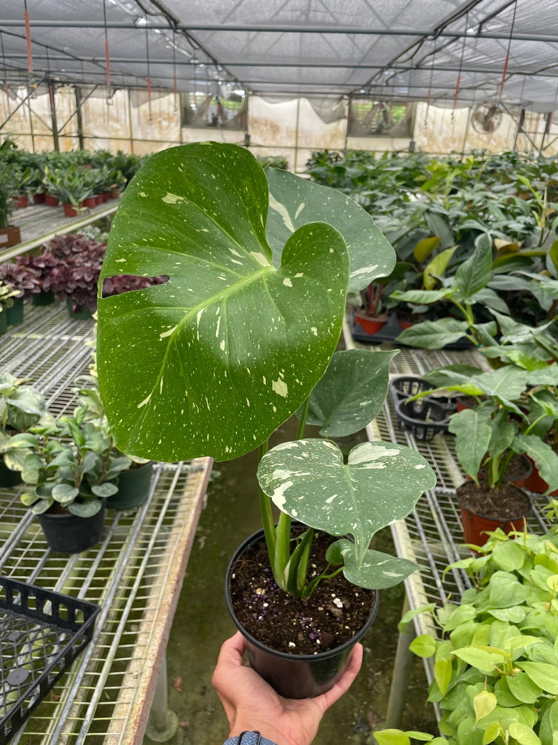 Monstera ‘Thai Constellation’ – Rare Variegated Splendor