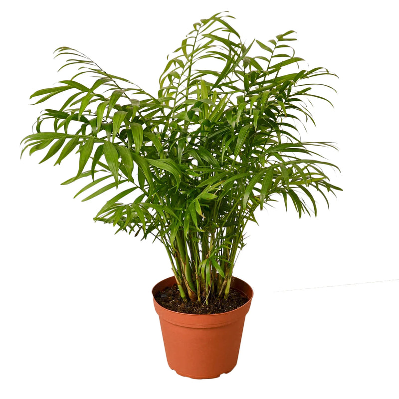 parlor palm white leaves Parlor Palm (Chamaedorea elegans) – Elegant, Low-Light, Air-Purifying – The Garland Guy
