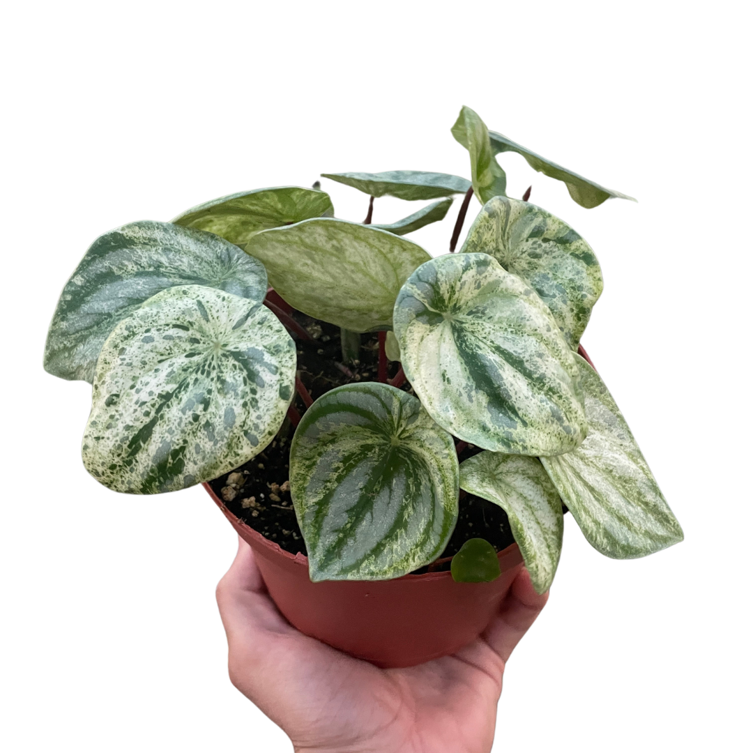 watermelon house plant Variegated Watermelon Peperomia – Compact, Pet-Safe Foliage Plant – The  Garland Guy