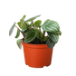 Peperomia Watermelon