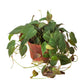Philodendron Micans (Philodendron hederaceum) – Velvety, Vining, and Elegant