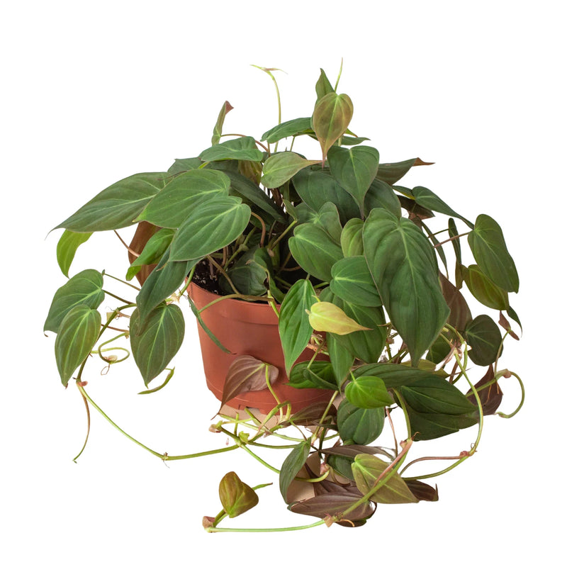 Philodendron Micans (Philodendron hederaceum) – Velvety, Vining, and Elegant