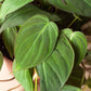 Philodendron Micans (Philodendron hederaceum) – Velvety, Vining, and Elegant