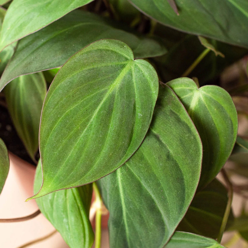 Philodendron Micans (Philodendron hederaceum) – Velvety, Vining, and Elegant