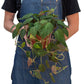 Philodendron Micans (Philodendron hederaceum) – Velvety, Vining, and Elegant