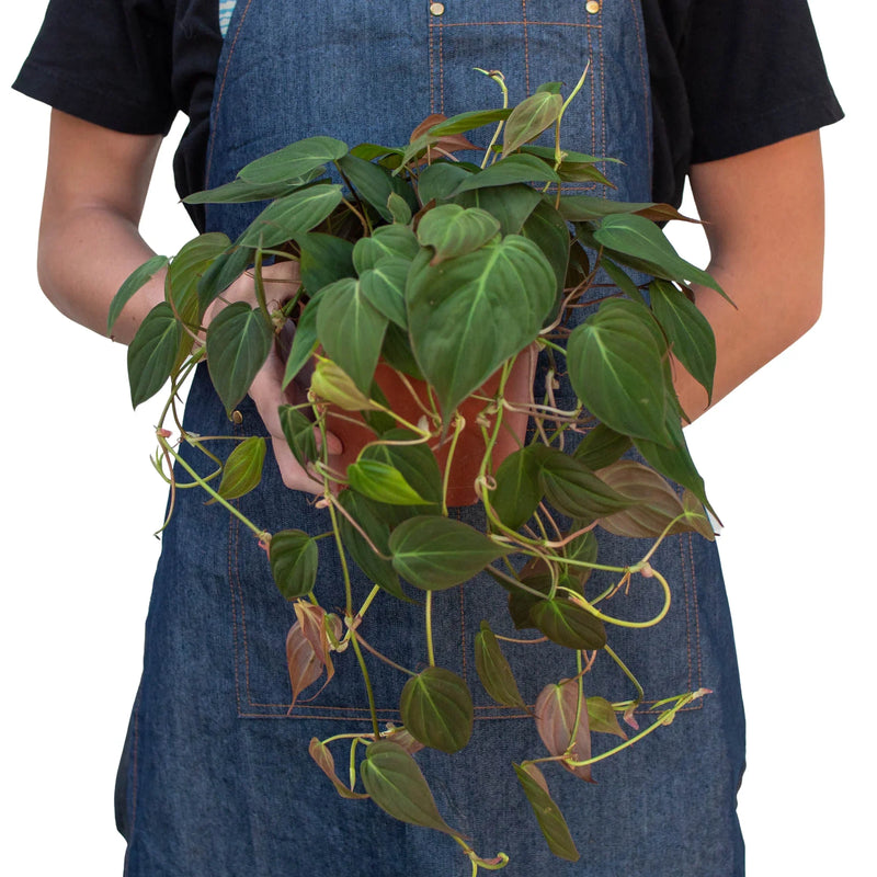 Philodendron Micans (Philodendron hederaceum) – Velvety, Vining, and Elegant