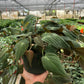 Philodendron Micans (Philodendron hederaceum) – Velvety, Vining, and Elegant