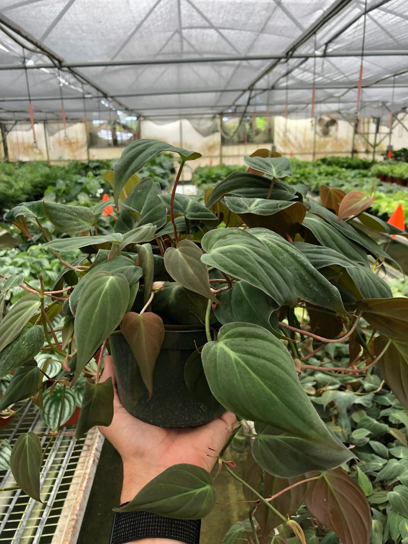 Philodendron Micans (Philodendron hederaceum) – Velvety, Vining, and Elegant