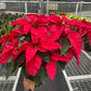 Poinsettia (Euphorbia pulcherrima) – Classic Holiday Plant with Year-Round Charm