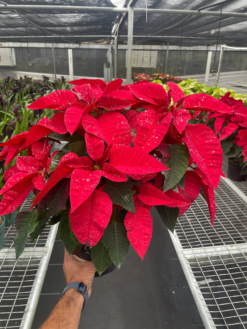 Poinsettia (Euphorbia pulcherrima) – Classic Holiday Plant with Year-Round Charm