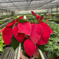 Poinsettia (Euphorbia pulcherrima) – Classic Holiday Plant with Year-Round Charm