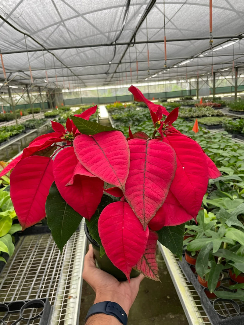 Poinsettia (Euphorbia pulcherrima) – Classic Holiday Plant with Year-Round Charm