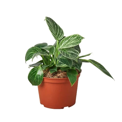 Philodendron ‘Birkin’ – Elegant, Variegated, Upright Growth