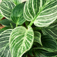 Philodendron ‘Birkin’ – Elegant, Variegated, Upright Growth